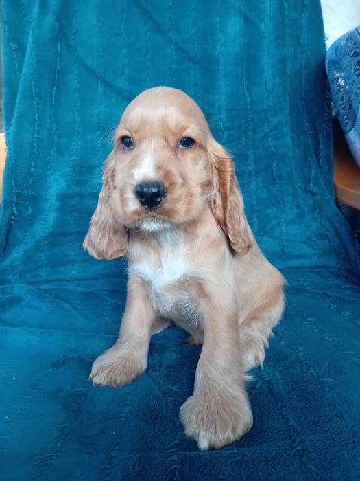 Cocker Spaniel Angielski sunia