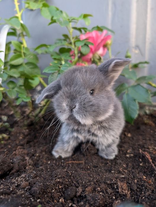 Mini lop , baranek miniaturka, metryka