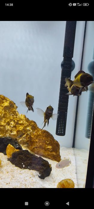 Tropheus Ikola, pyszczak tanganika