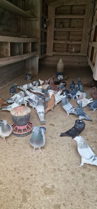 Gołębie stawaki polskie garlacze górnośląskie rysie texanery texaner