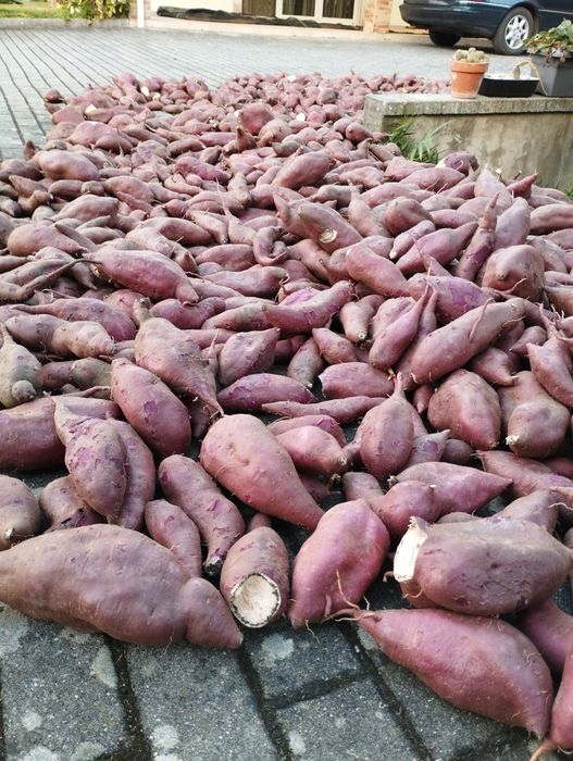 Vendo batata doce 0,80