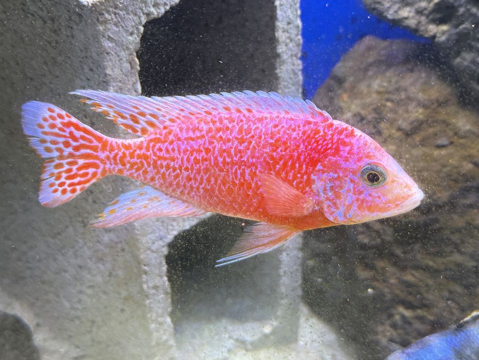 Vendo Ciclidios Africanos