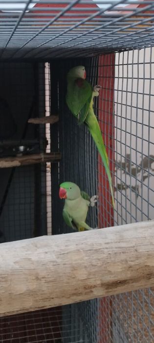 Venda de passaros - Grandes Alexandres