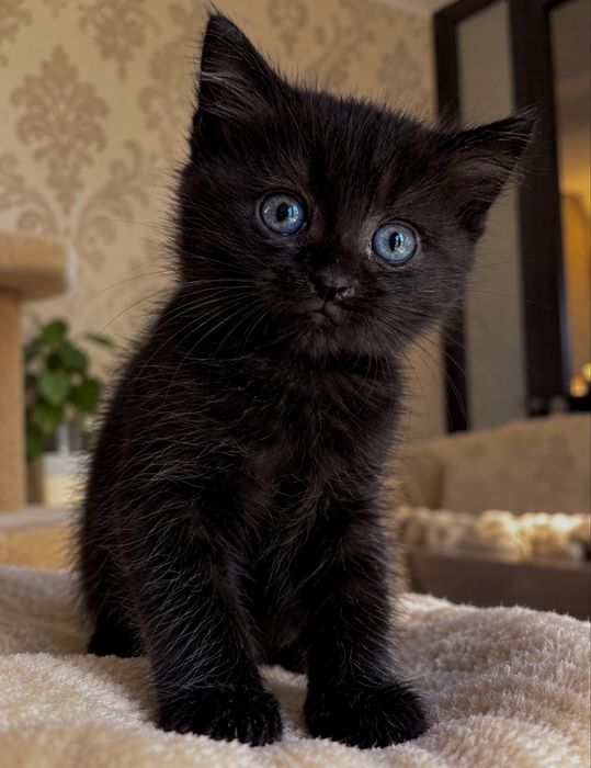 Котик мальчик в хорошие руки! Ручной и нежный!