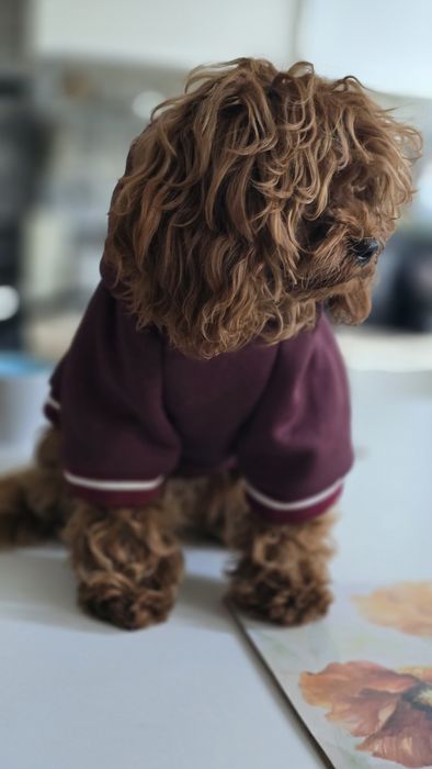 Cavapoo F1b sunia