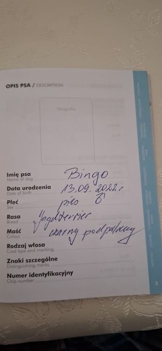 Pies Jagdterier wykastrowany