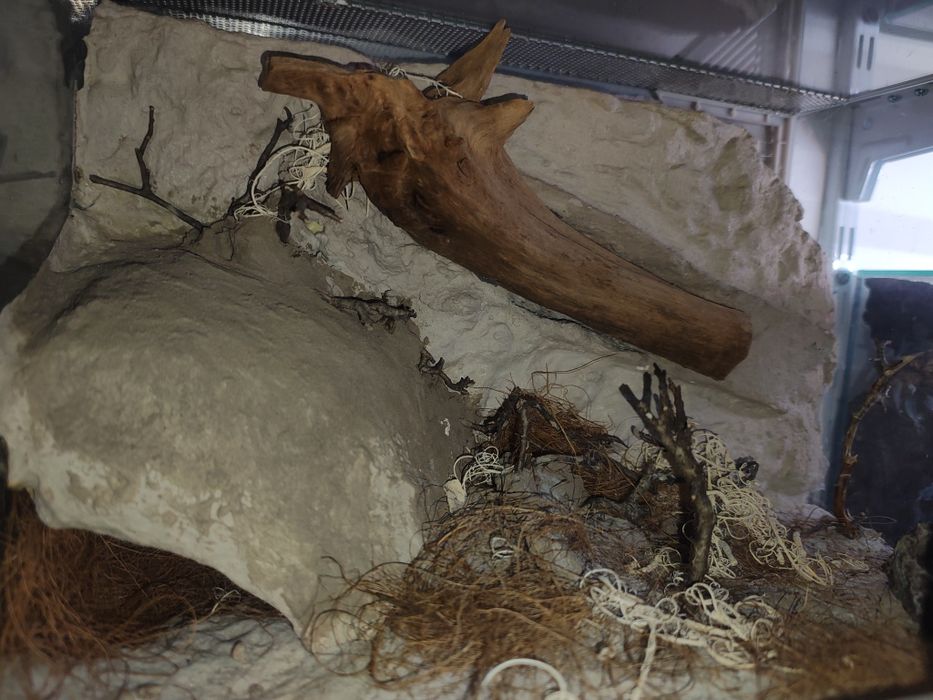 Terrarium ptasznik pająk