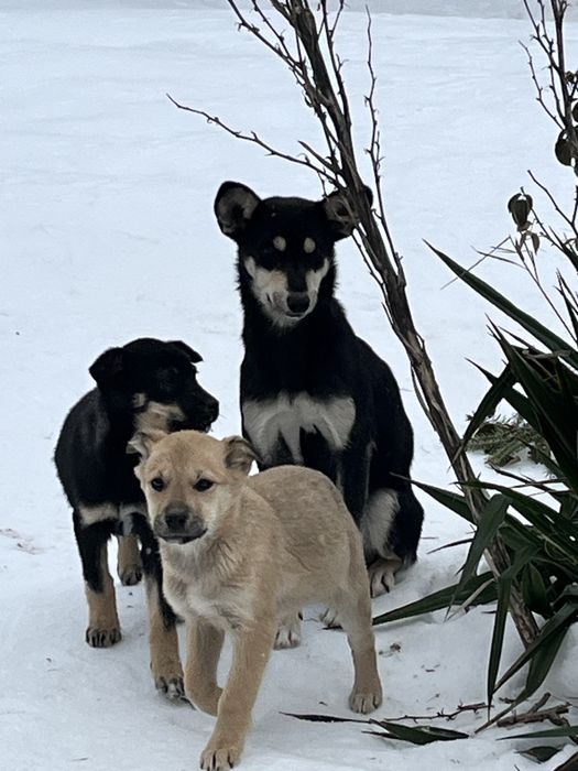 Віддам молоду стерелізовану і прищеплену собаку у добрі руки