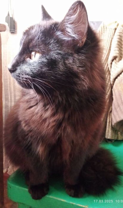 Кот 10 месяцев кастрированный