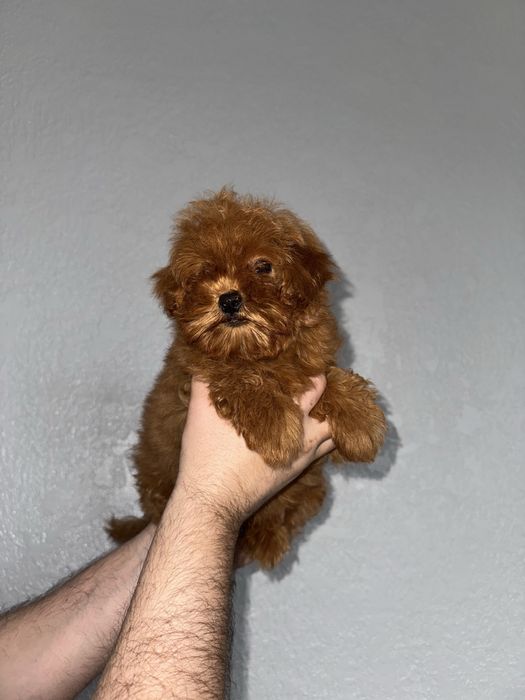 Мальтіпу чарівні малюки пошук люблячих родин