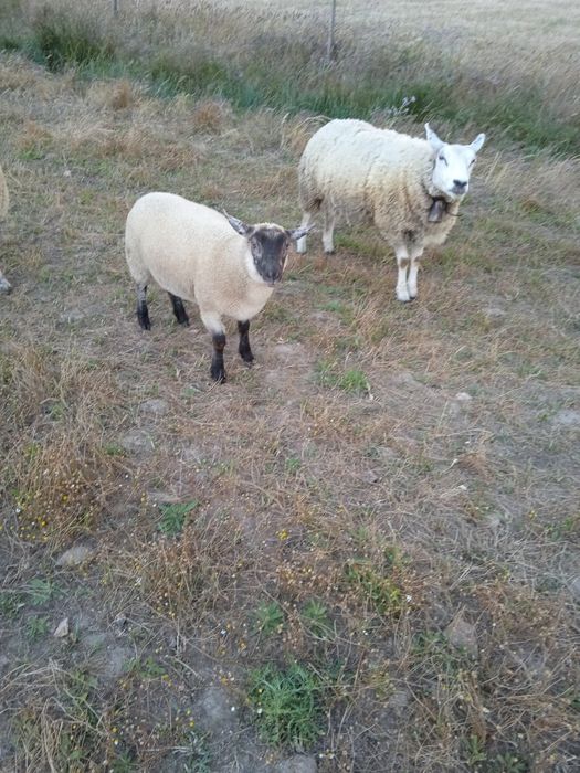 Vendo duas borregas cruzadas de sulfok