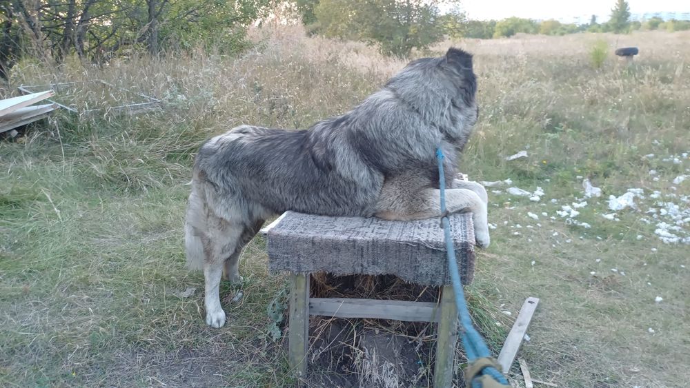 Вязка кавказской овчарки