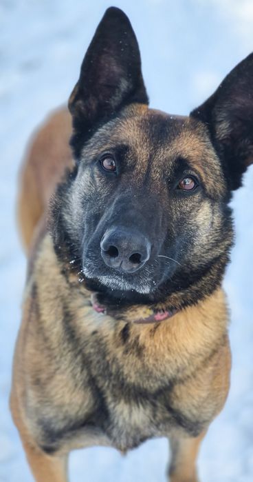 Suczka w typie owczarka belgijskiego szuka domu / do adopcji