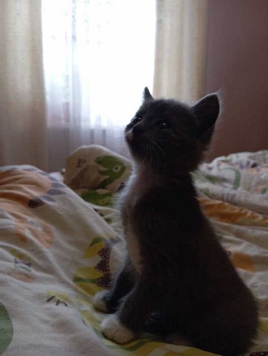 шукаємо домівку кошенятам