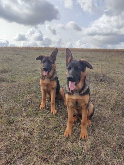 Дівчатка нім.вівчарки,д.н19.05.23,