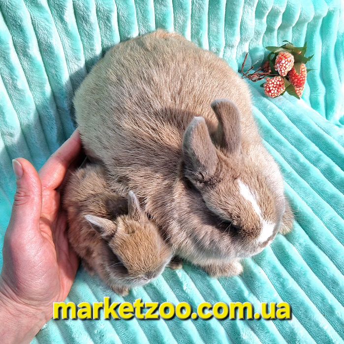 Netherland Dwarf хлопчик окрасу кремовий мардер — ніжність і рідкість