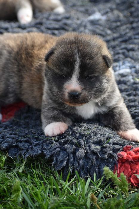 Akita Inu, Akita Japońska - FCI/ZKwP