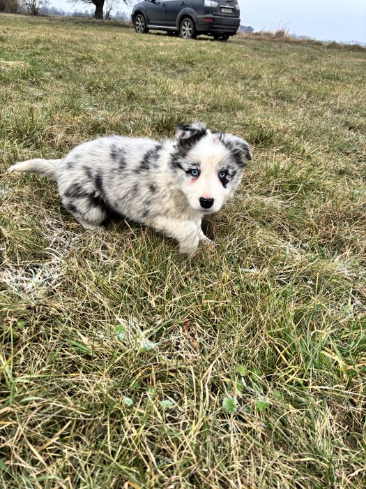 szczeniak border collie