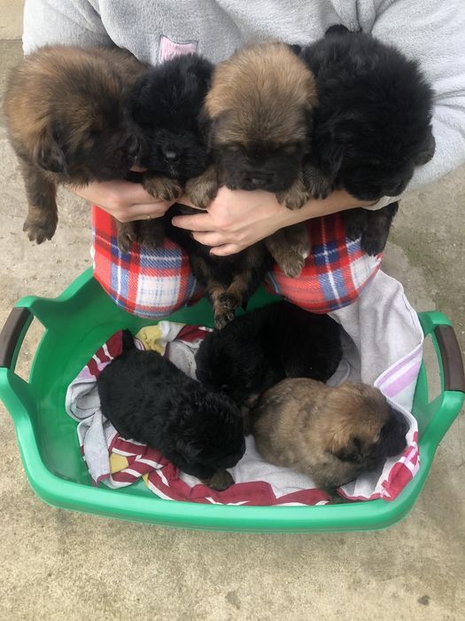 Тібецький мастиф