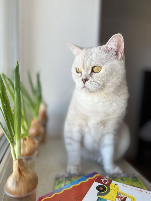 Ірпінь. Віддам кота шотландку, стерилізована в хороші руки