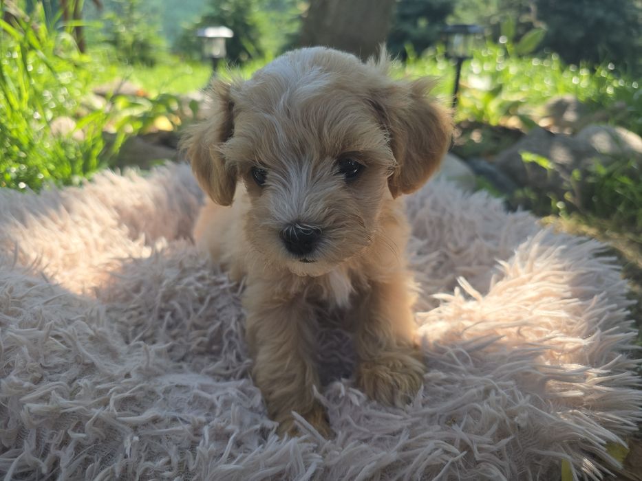 Maltipoo mini maleńki chłopiec