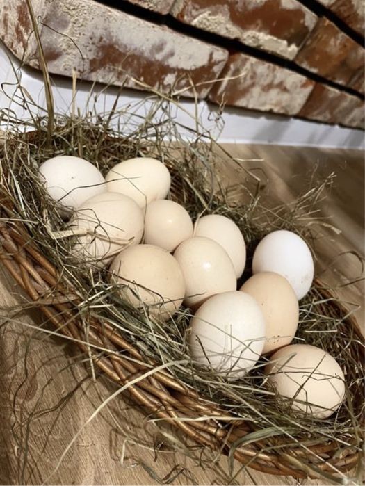 Jaja / jajka z wolnego wybiegu