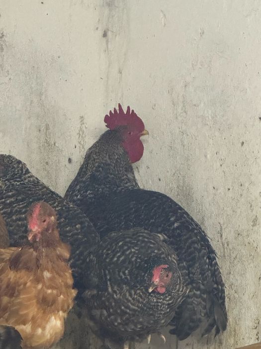 Koguty rossa sprzedam