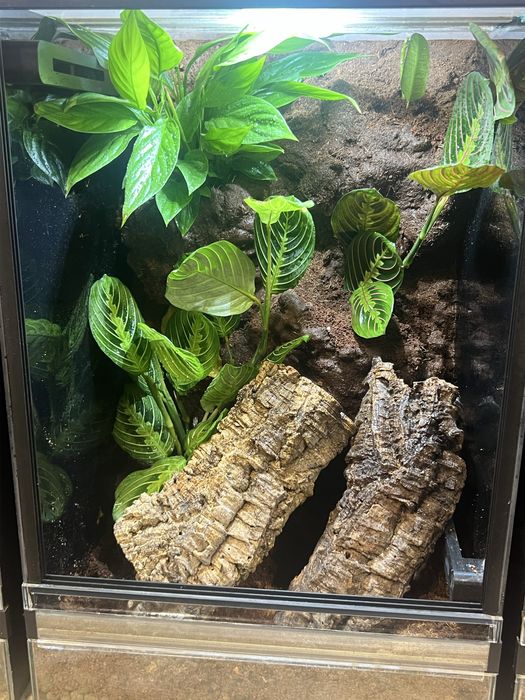 Terrarium dla gekona orzęsionego