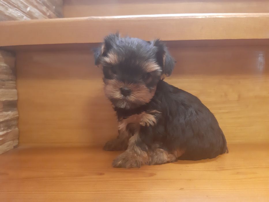 Девочка Йорочка!