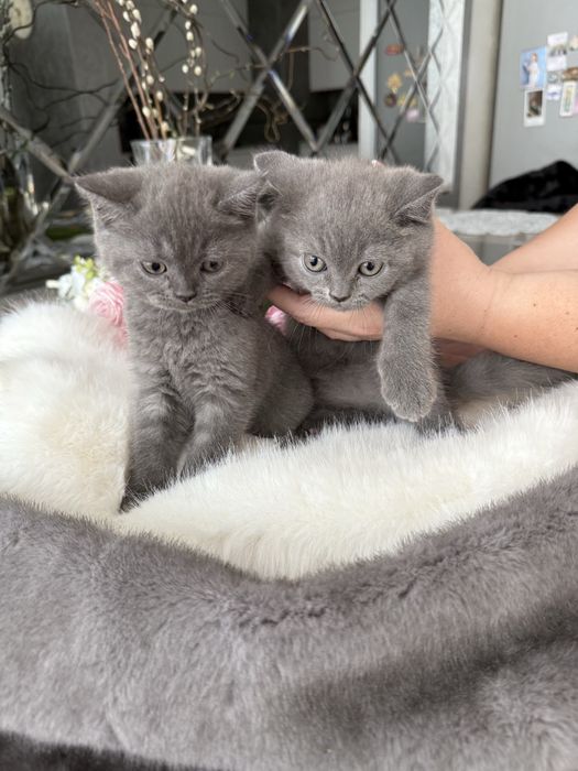 Кошенята британські прямовухі
