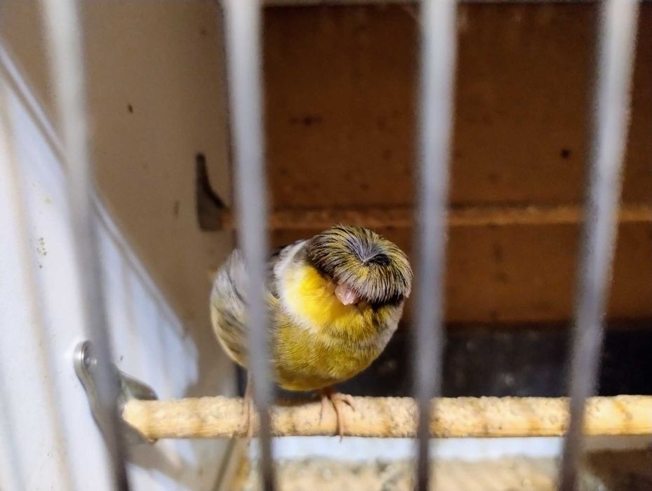 Kanarki rasy Gloster