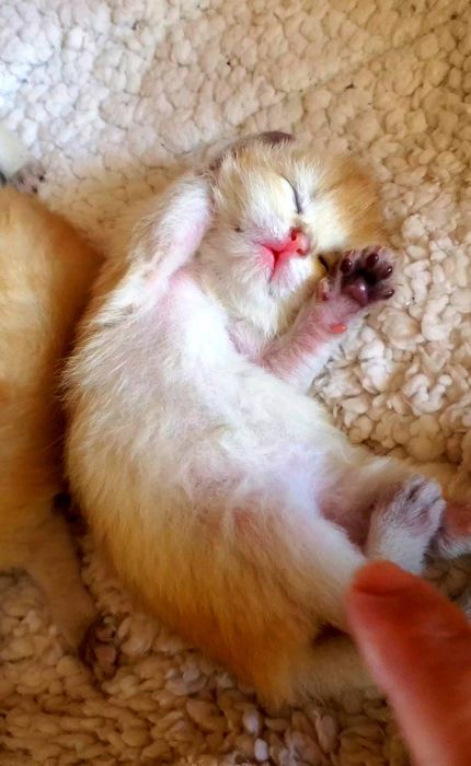 Котята золотая шиншилла,  есть вислоушки