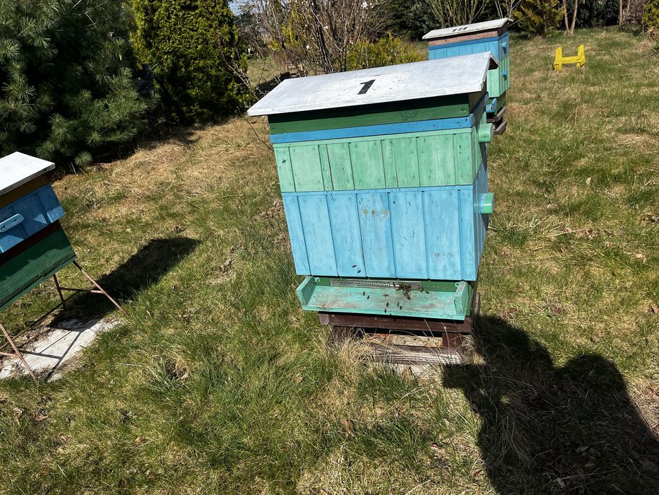 Ule wilkopolskie 12 ramkowe