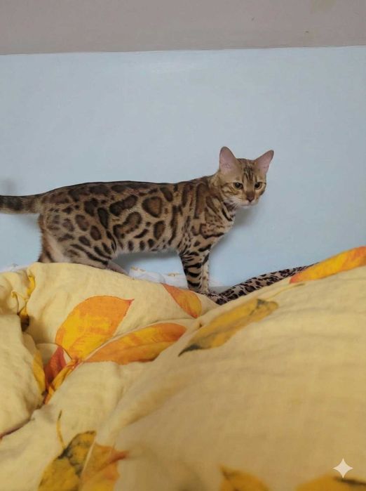 Kotka bengalska wykastrowana kot bengalski FPL/FIFE okazja