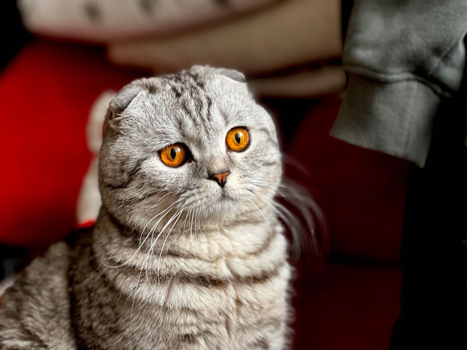 Шотландский вислоухий жених