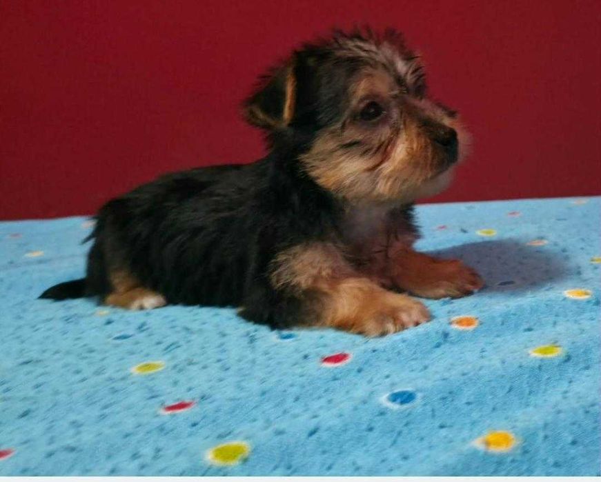 Yorkshier terrier miniatura macho