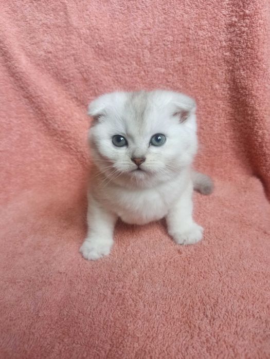Шотландский котёнок