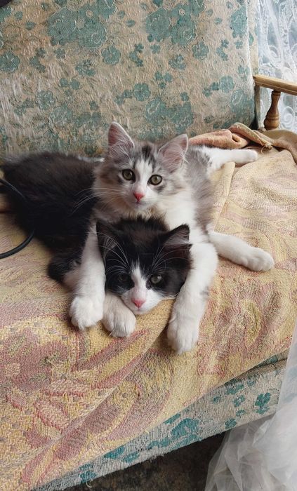 Гарнюні  Котики віддаю в добрі руки і серце.