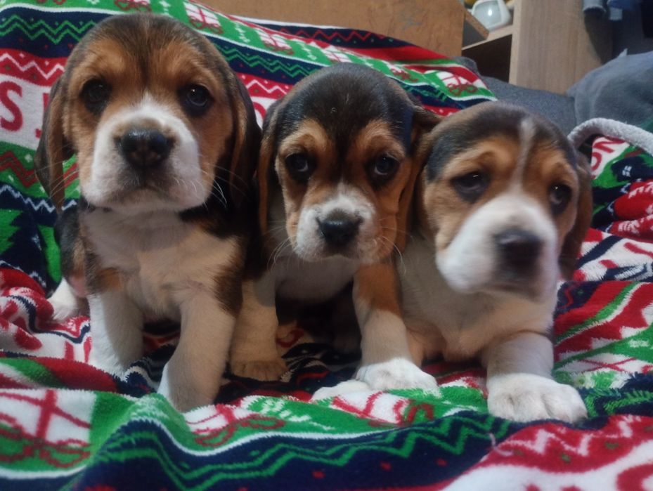 Piękna suczka Beagle