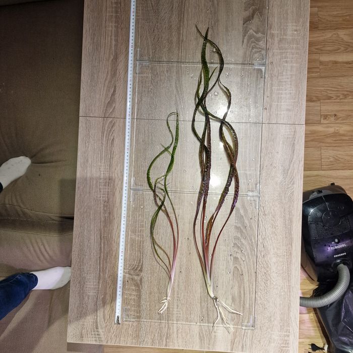 Wysyłam! Kryptokoryna Balansae Sadzonka Wysoka 1 SZTUKA