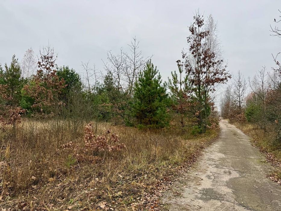 Дмитрівка. 8 сот Під Будівництво. З СОСНАМИ. Без комісії