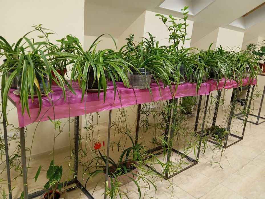 Хлорофитум (Chlorophytum) со стрелками