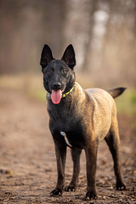 Бельгийская овчарка Малинуа