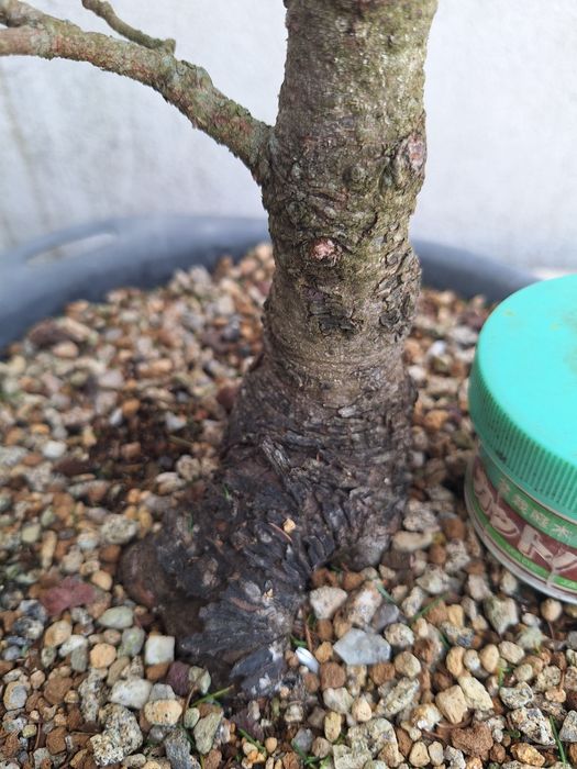 Bonsai picea glauca conica