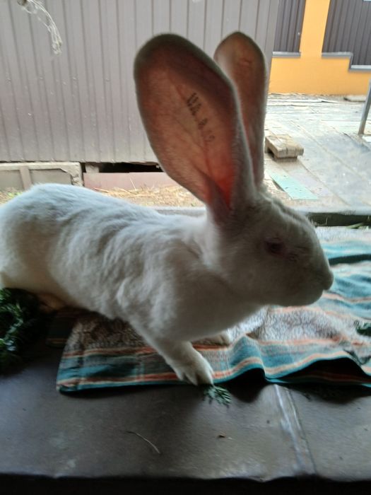 Бельгійський фландр