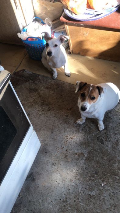 Джек Рассел безкоштовно