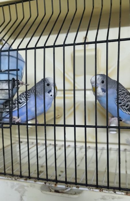 Periquitos australianos