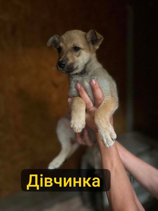 Цуценята  шукають  родину
