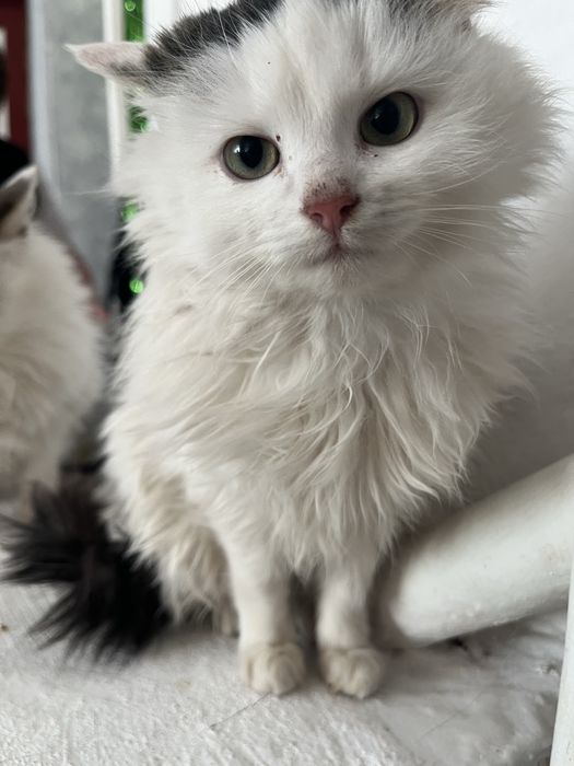 котенята в добрі руки