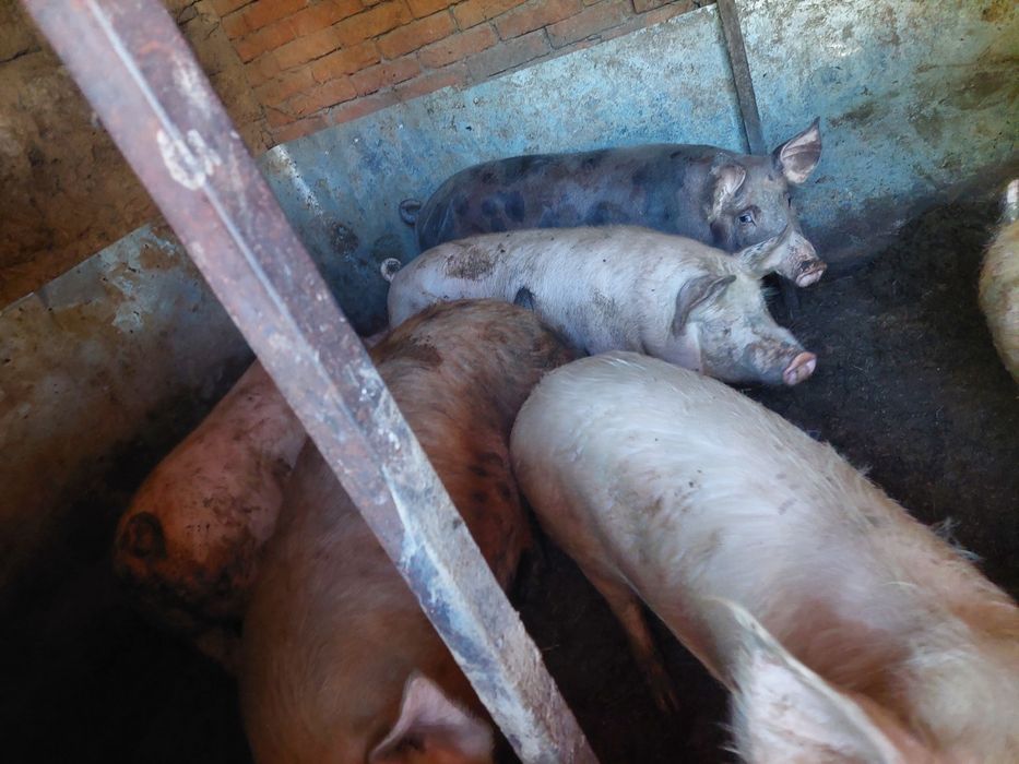 Продам свині м'ясні домашні.